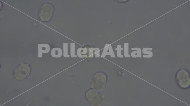 Cynoglossum creticum Polar View смотреть онлайн