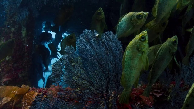 BBC/2/1 смотреть онлайн