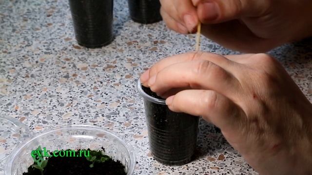 Глоксиния - размножение семенами