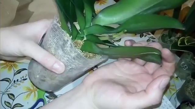Зимний заказ от MIKI ORCHID