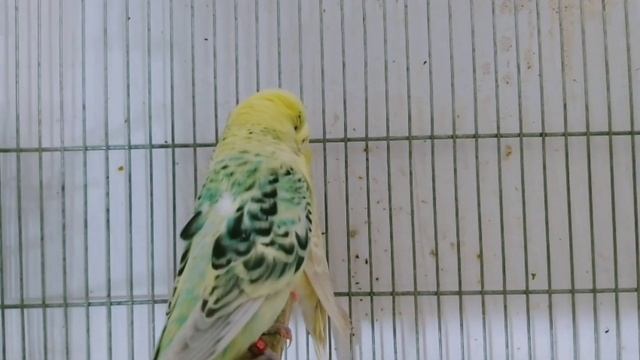 erkek muhabbet kuşu sesi Muhabbet kuşu kızıştırma sesi YOUTUBE quş səsi صوت البادجي budgie sounds смотреть онлайн
