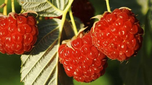 raspberry - Бесплатные переходы ProShow Producer с малиной смотреть онлайн