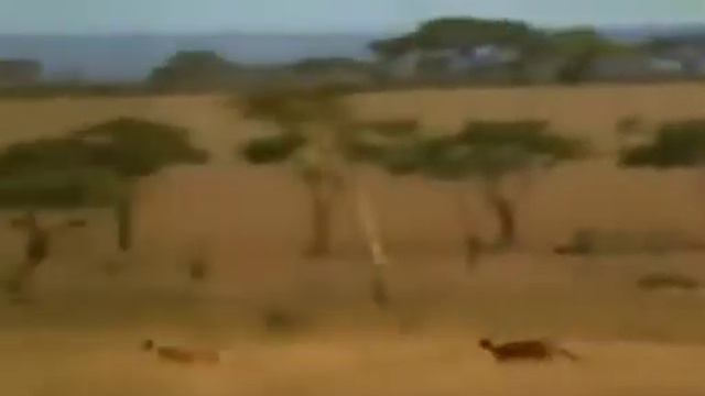 Гонки в пустыне)))) смотреть онлайн