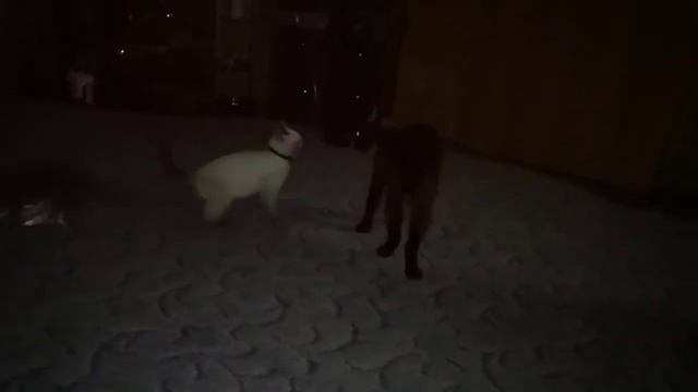 Большой кот бьёт маленького смотреть онлайн