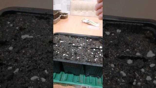 Выращиваю пекинскую капусту для раннего урожая. #моишестьсоток #хештег#капуста смотреть онлайн