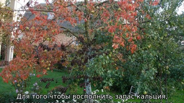Краснеют листья на яблоне: что это такое смотреть онлайн