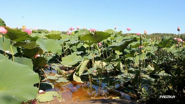Розовое озеро (Озеро Лотосов Lotus Lake в Хабаровском крае, село Галкино) Музыка релакс смотреть онлайн