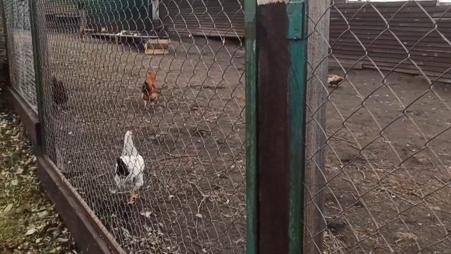 Эко Ферма Коза Дереза. г. Красноярск. смотреть онлайн