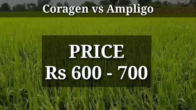 Coragen Vs Ampligo ఇ రెండు పురుగు మందులలొ ఏది మంచిది ? | Which Is Best Insecticide CoragenvsAmpligo