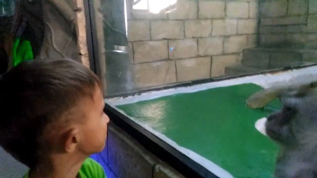 Пингвинарий. Морская звезда. Лазаревское.Сочи. 2019 .30 июня смотреть онлайн