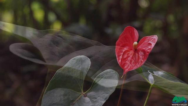 Waimea Valley Saturday Plant Sale Anthurium Obake смотреть онлайн