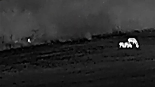 9 Hogs, Hikmicro OWL OH35, 220m смотреть онлайн