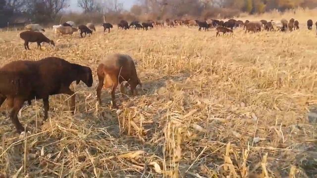 (375) Крытие матки через месяц после Окота. смотреть онлайн