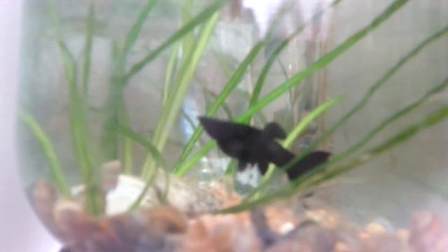 Рождение молинезии смотреть онлайн