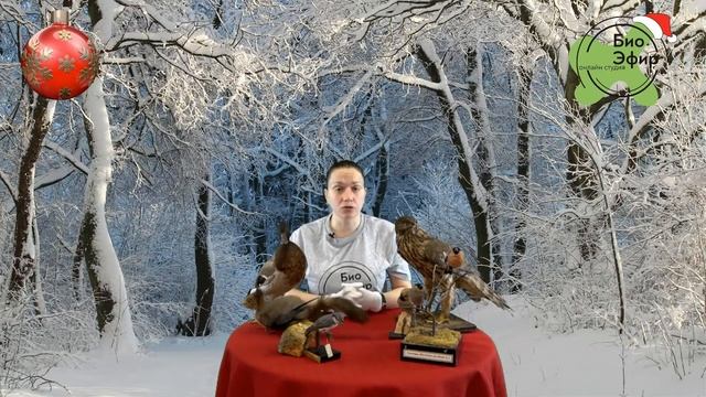 День рождения Деда Мороза. Зимнее угощение для птиц. смотреть онлайн