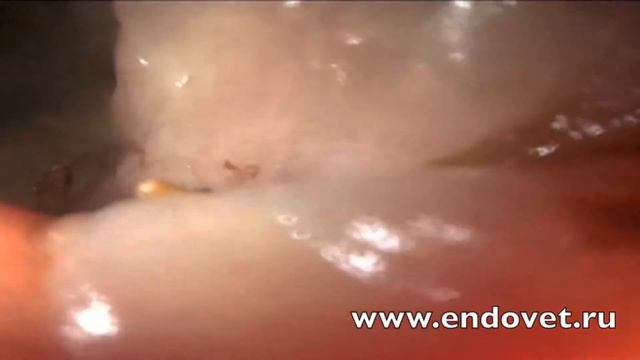 Видеоколоноскопия у кошки, кратко озвученная анатомия