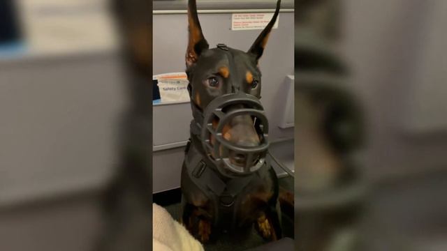 Doberman Dogs Funny New Tik Toks/insta Reels Videos Compilation/#doberman#germanshepherd#pitbull