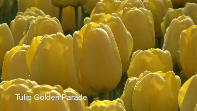 Tulip Golden Parade - Tulip Bulbs From Holland