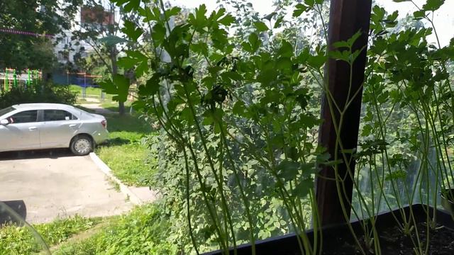 Огород в квартире. Крымский лавр удивляет! Помидоры созревают! смотреть онлайн