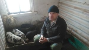 Поросята Вьетнамские или белые! опыт разведения