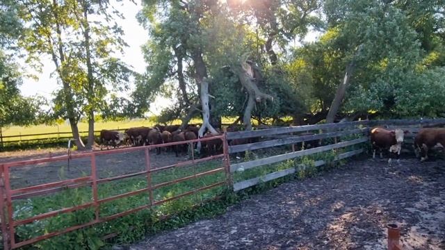 ПЛЕМЕННЫХ БЫЧКОВ ГЕРЕФОРДОВ Продаем коллегам в Ленинградскую область. Лето 22 года. смотреть онлайн
