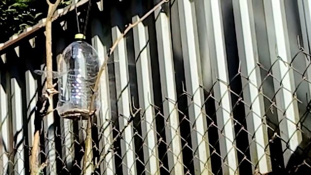 Как завтракает птенец дятла смотреть онлайн