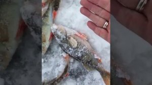 Зимняя рыбалка на окуня