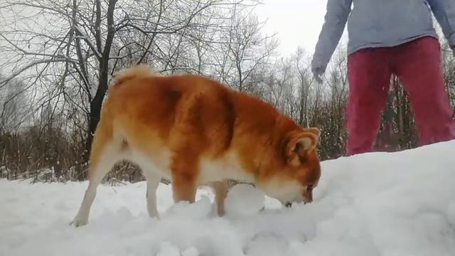 Мы отличная пара / Шиба ину в лесу смотреть онлайн