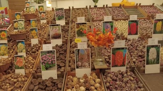 ENTRÉ a una HABITACIÓN en el “BARRIO ROJO” de AMSTERDAM смотреть онлайн