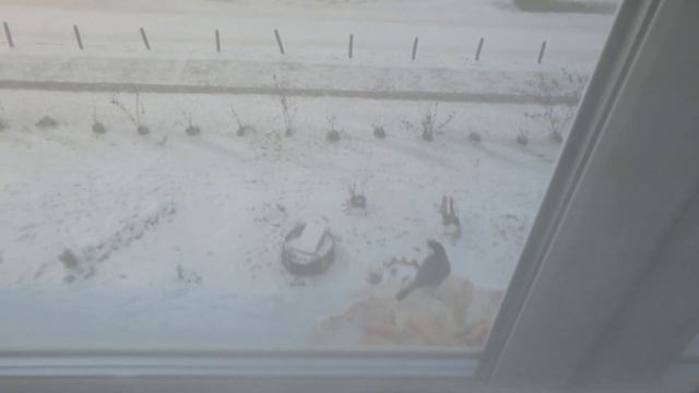 Птички синички . Какая же синичка не любит САЛО. смотреть онлайн