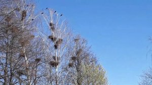 Весна пришла, грачи прилетели