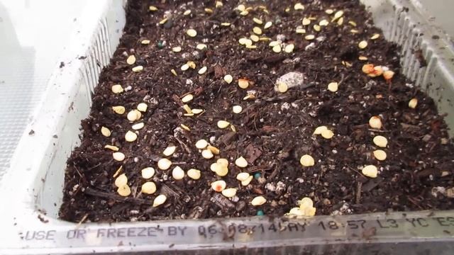 How to Grow Bell Peppers from Seeds - Green Bell Pepper Plant - How to Grow Vegetables GardenersLan смотреть онлайн