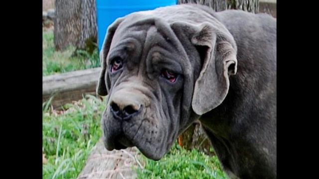 Mastino Napoletano Blue Neapolitan Mastiff FB