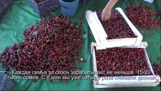 Как на месте пустыря вырос черешневый сад смотреть онлайн