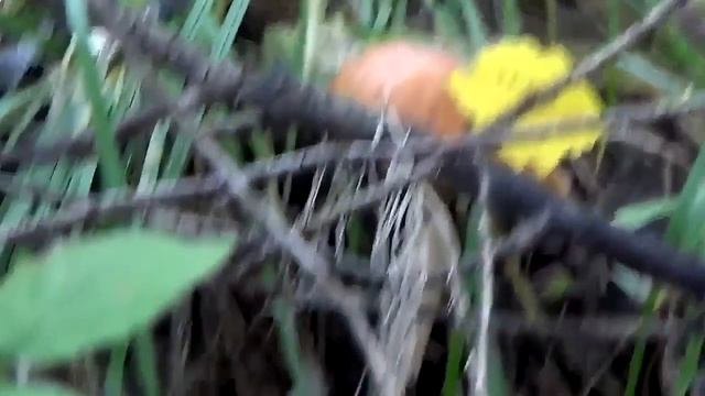 В тайгу за грибами.Подосиновики.In The Taiga For Mushrooms.Aspen.