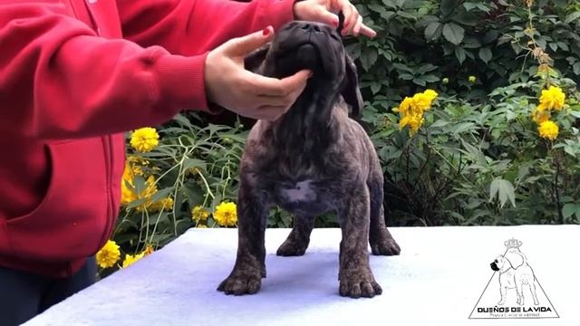 Щенок Преса Канарио / Канарский дог. Presa Canario Puppy From Duenos De La Vida Kennel