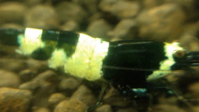 Креветка Панда черная - Panda Shrimp смотреть онлайн