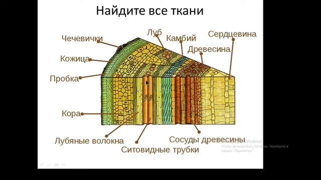 Строение стебля. 6 класс смотреть онлайн