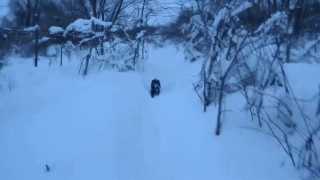 кормлю фазанов зимой смотреть онлайн