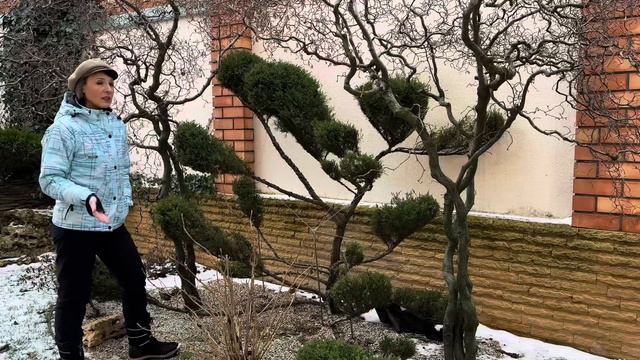 Сію на сніг лаванду. Питання по хвойним. Плани в саду смотреть онлайн