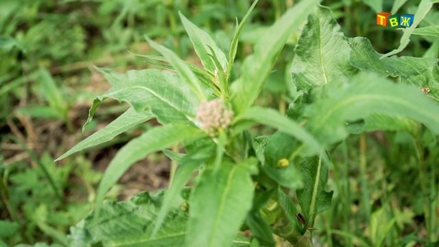 Кислятка смотреть онлайн