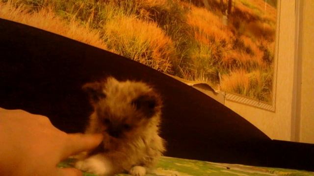 Мой котёнок делает Прикольные Танцы! смотреть онлайн