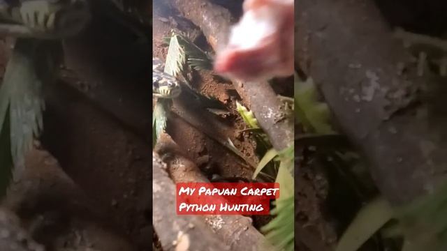 Hunting Papuan Carpet Python смотреть онлайн