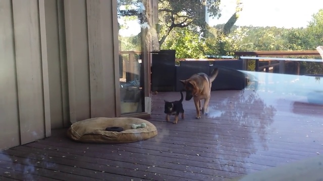 German Shepherd Puppy- Nap Time смотреть онлайн