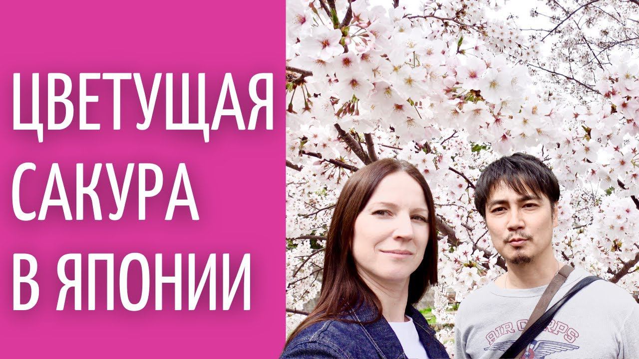 Цветущая сакура в Японии. Мост, о котором писал Харуки Мураками. Влог Япония. смотреть онлайн