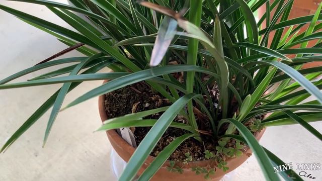 Cymbidium Ensifolium Tian Xiang Update 2022-6-19