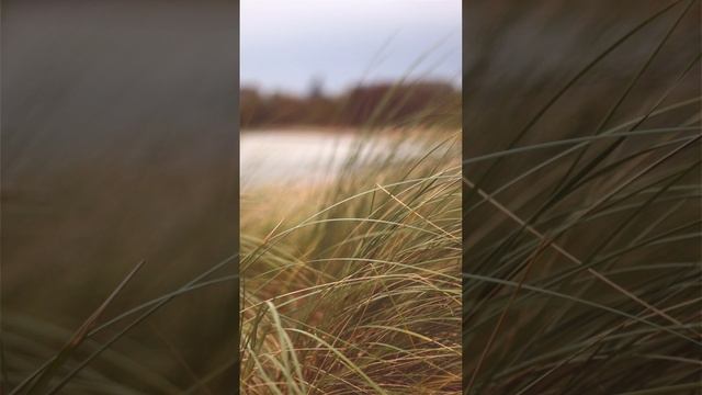 Лекарство у забора.mp4
