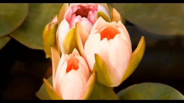 Шуточное поздравление с 8 марта! смотреть онлайн