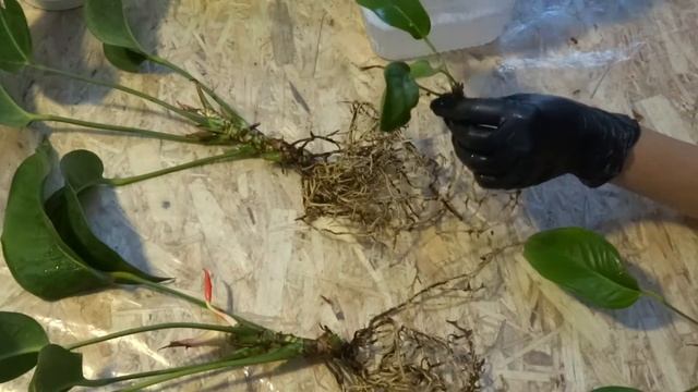 КОМНАТНЫЕ ЦВЕТЫ. _АНТУРИУМ_. Пересадка. смотреть онлайн