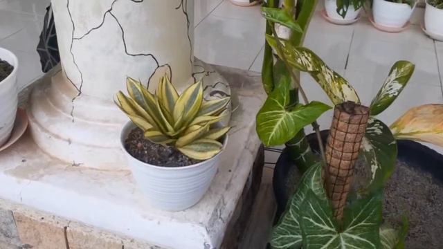 MENATA TANAMAN HIAS DITERAS RUMAH || EP - 11 смотреть онлайн